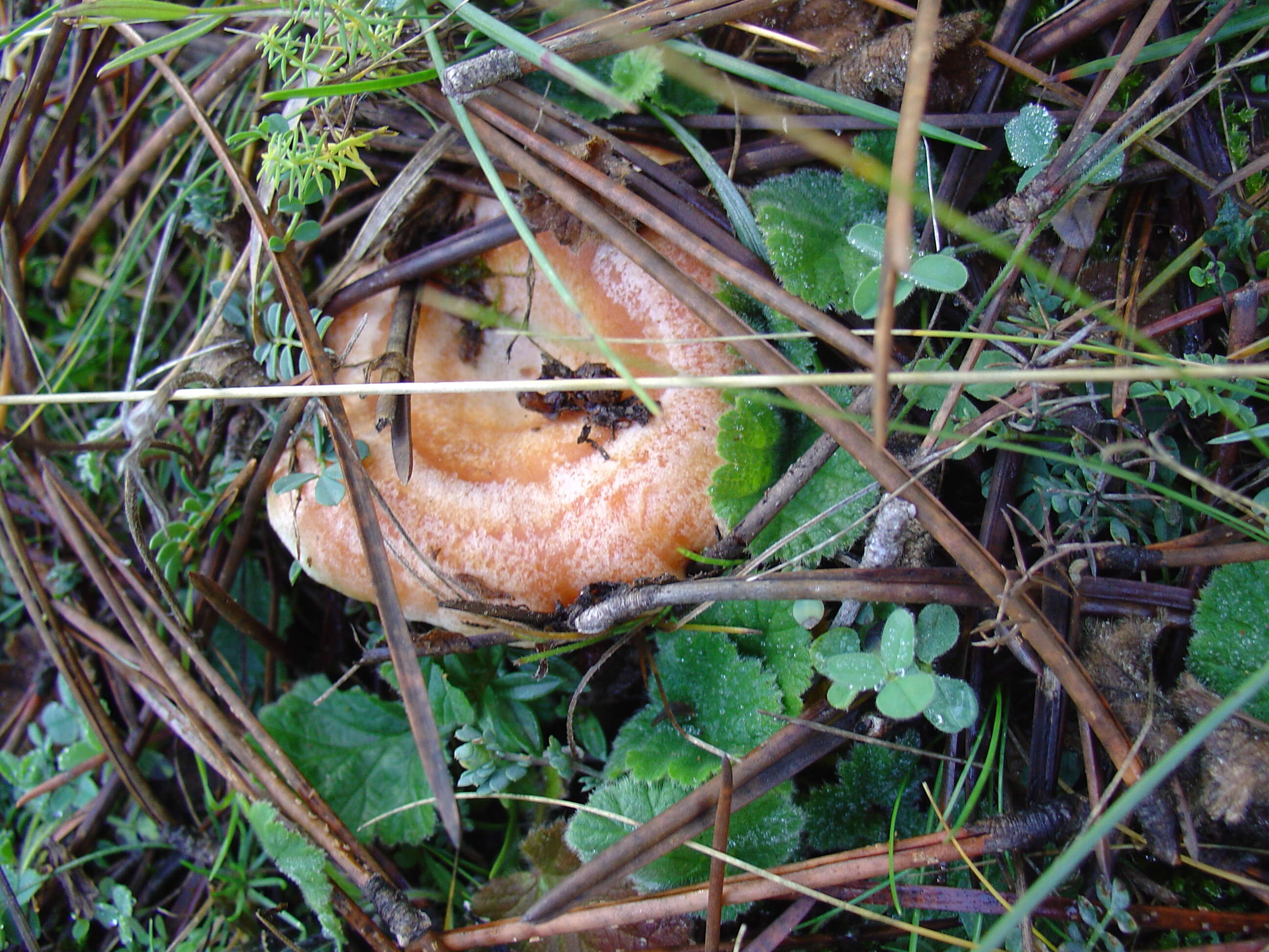 Image of Red Pine Mushroom