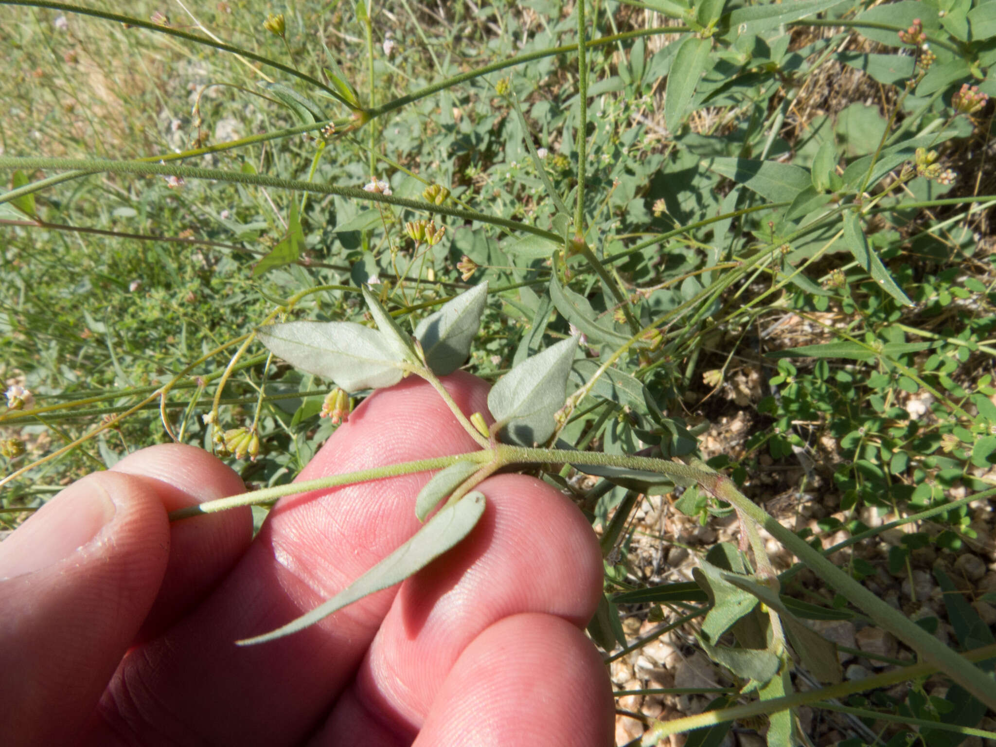 Imagem de Boerhavia triquetra S. Wats.