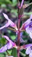 Image de Stachys hispida Pursh