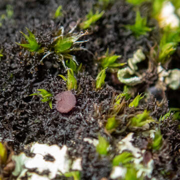 Image of Woollybear lichens