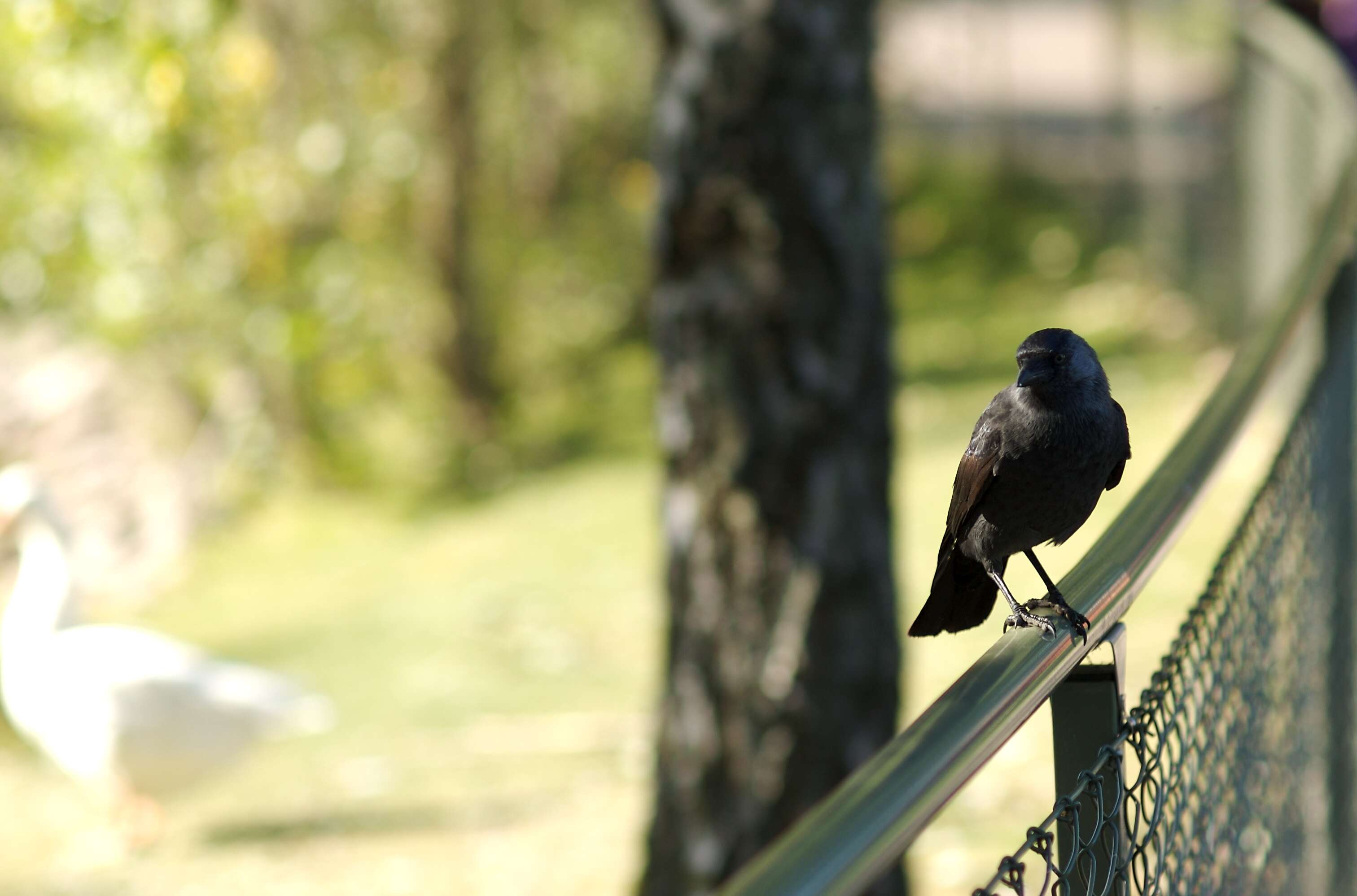 Image of Eurasian Jackdaw