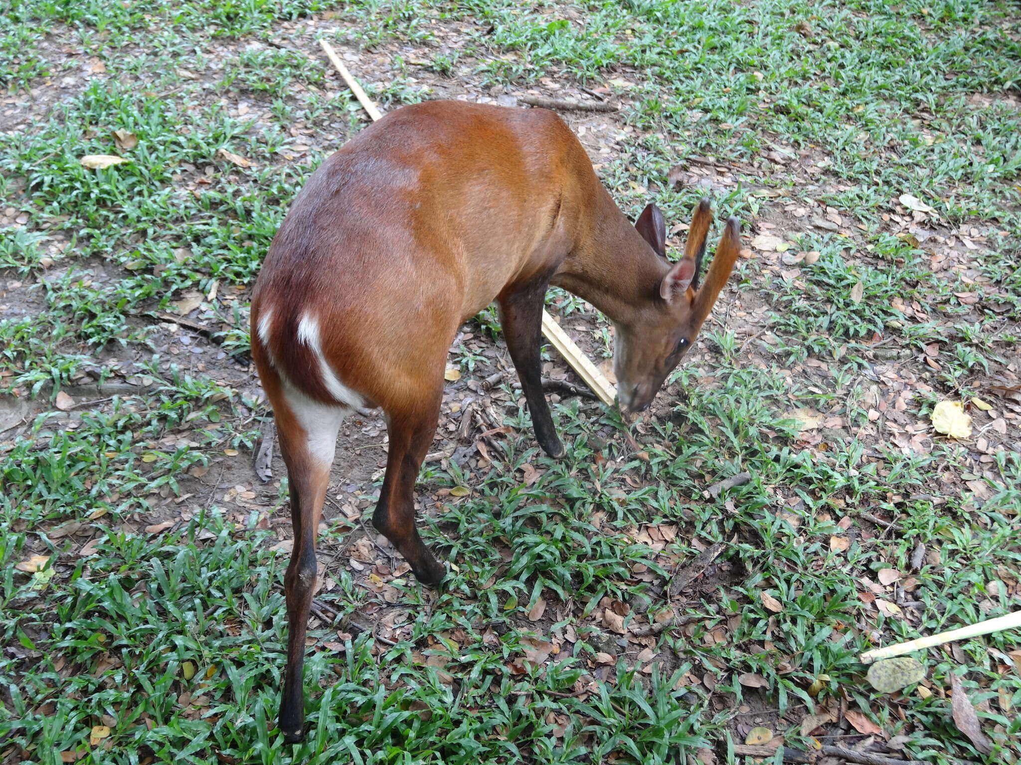 Image of Barking Deer