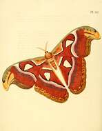 Image of atlas moth