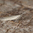 Coleophora striatipennella Nylander & Tengström的圖片