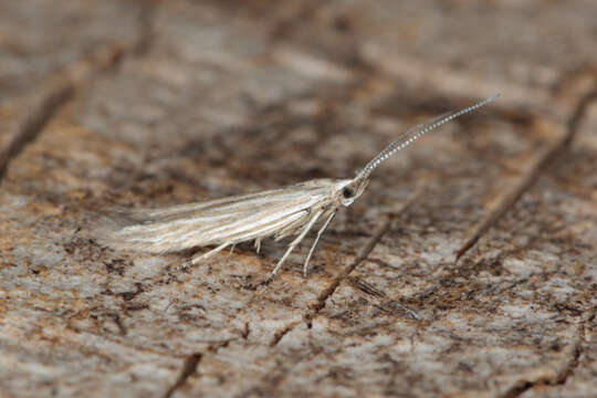 صورة Coleophora striatipennella Nylander & Tengström