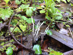 Imagem de Xylaria hypoxylon (L.) Grev. 1824