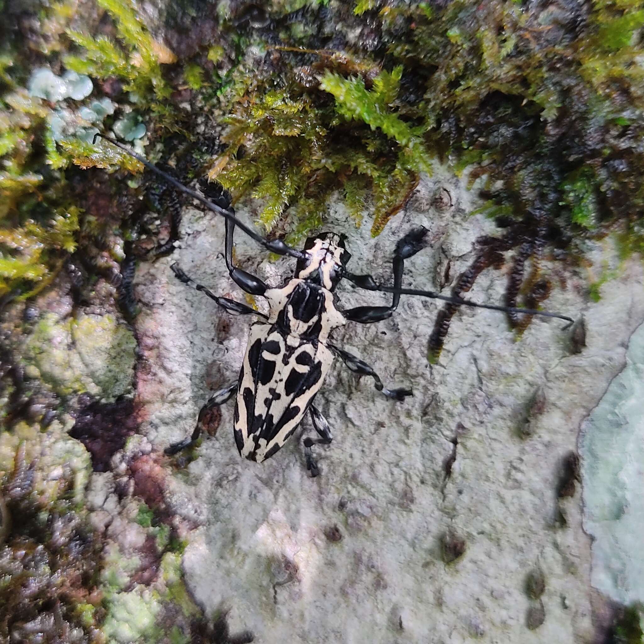 Image of Steirastoma marmoratum (Thunberg 1822)