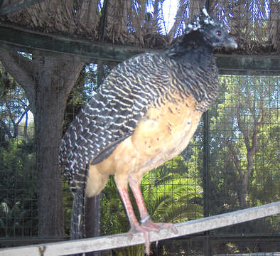 Image of Bare-faced Curassow