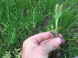 Image of branched moonwort