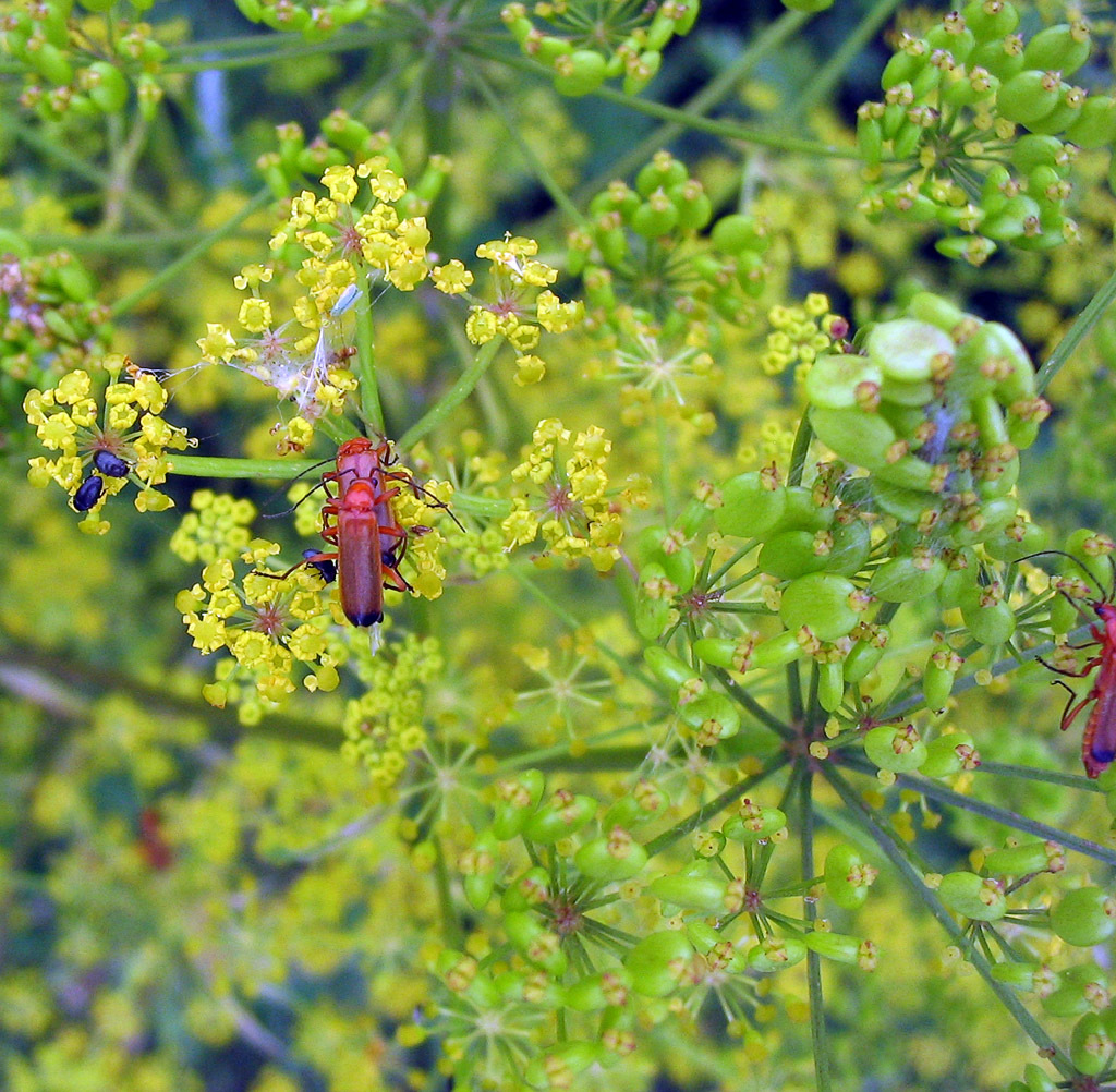 wild parsnip wild parsnip