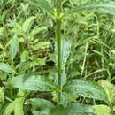 Image de Physostegia virginiana subsp. virginiana