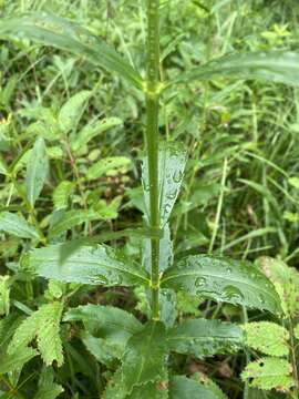 Image of obedient plant