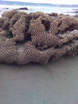 Image of honeycomb worm