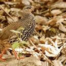 صورة Pternistis hildebrandti (Cabanis 1878)