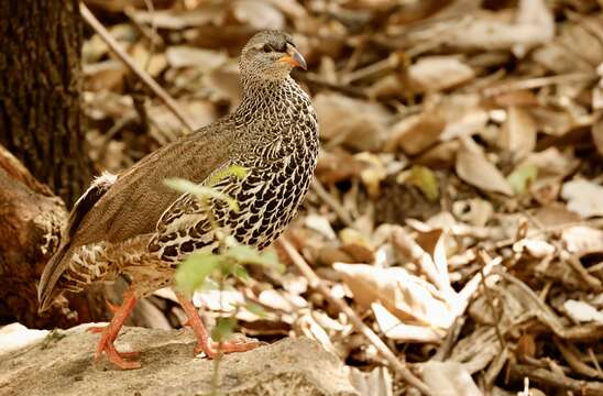 Image of Hildebrandt's Francolin