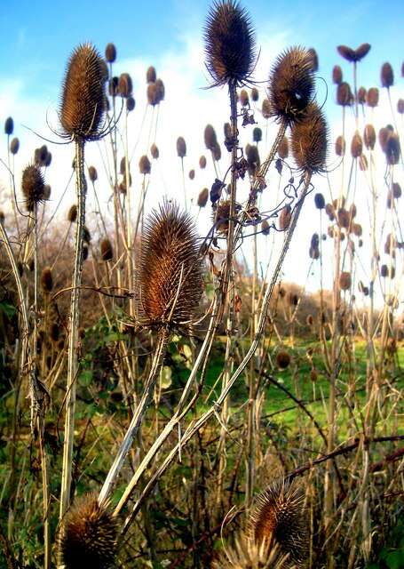 Image of Dipsacus fullonum