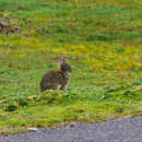 Sylvilagus andinus (Thomas 1897) resmi