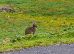 Image of Andean tapeti