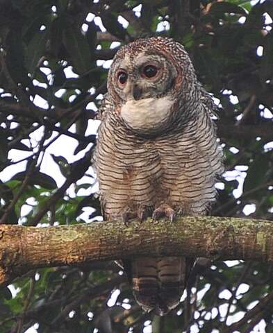 Image of Mottled Wood Owl