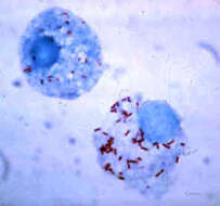 Imagem de Betaproteobacteria