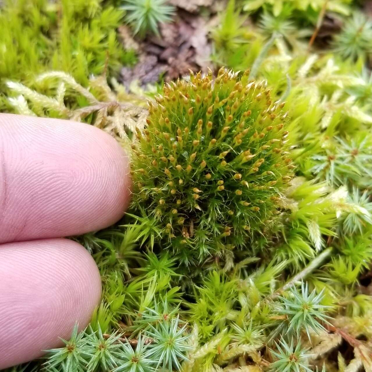 Image of toothedleaf nitrogen moss