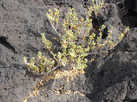 Image of Tetraena fontanesii (Webb & Berthel.) Beier & Thulin