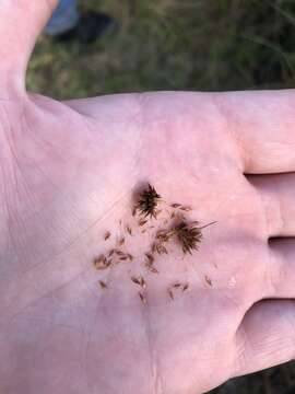 Image of Bunched Beak Sedge