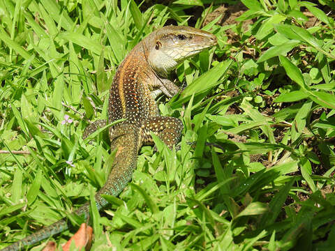 Image of Giant ameiva