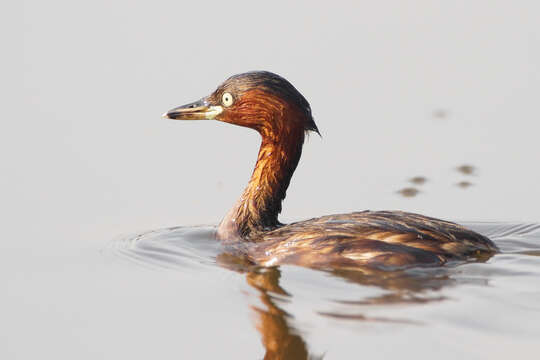 Image of Little Grebe