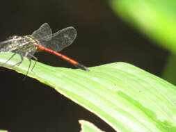 Image of Agrionoptera insignis (Rambur 1842)