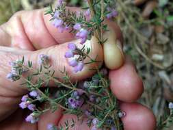 Image of Erica hirtiflora var. hirtiflora