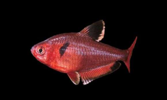 Image of Blood characin