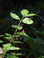 Image of western burning bush