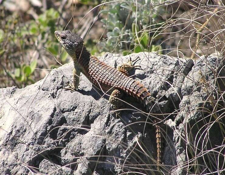 Image of Cape Girdled Lizard