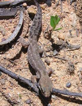 Image of Cradock Thick-toed Gecko