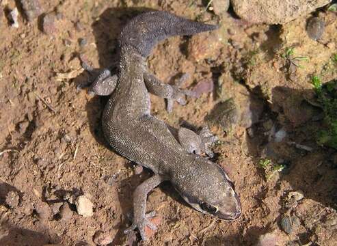 Image of Cradock Thick-toed Gecko