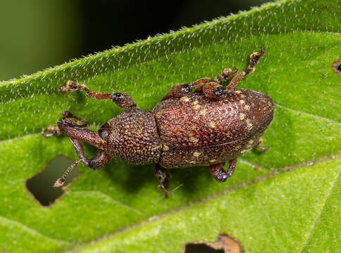 Hylobius transversovittatus (Goeze & J. A. E. 1777) resmi