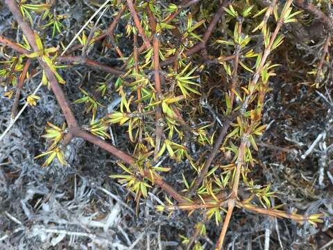 Image of Coprosma acerosa A. Cunn.