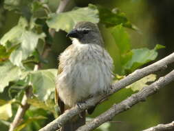 صورة Saltator striatipectus Lafresnaye 1847