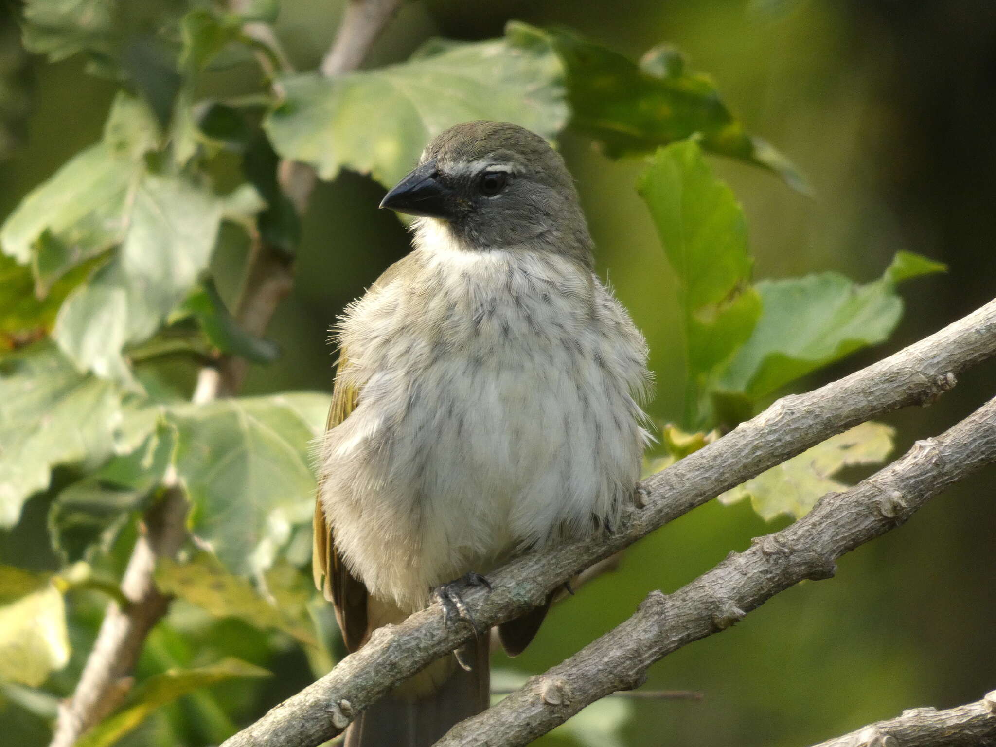 Image of Streaked Saltator