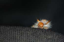 Image of nut-tree tussock