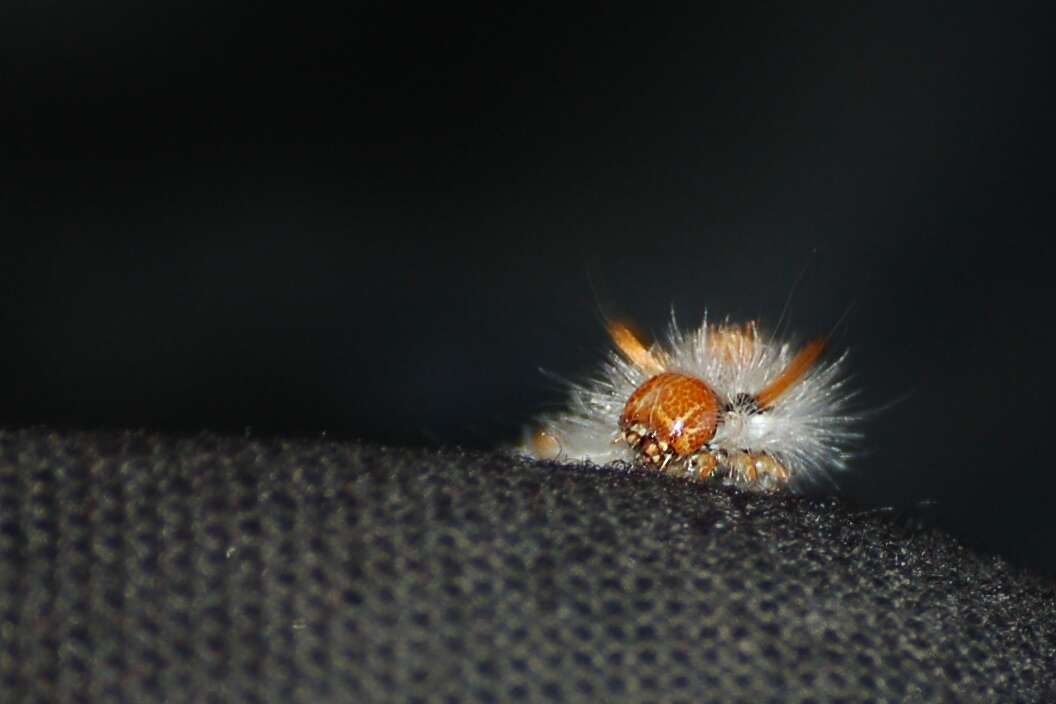 Image of nut-tree tussock