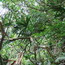 Image of bamboo palm