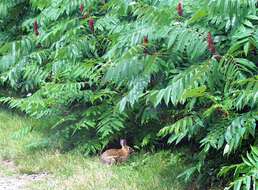 Image of staghorn sumac