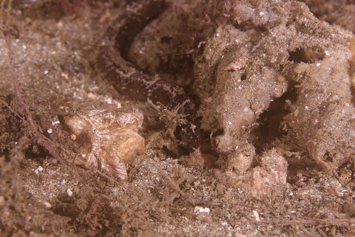 Image of Girdled pipefish