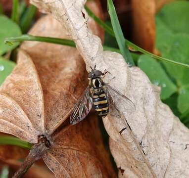 Eupeodes americanus (Wiedemann 1830)的圖片