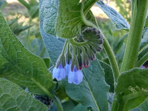 Слика од Symphytum caucasicum M. Bieb.