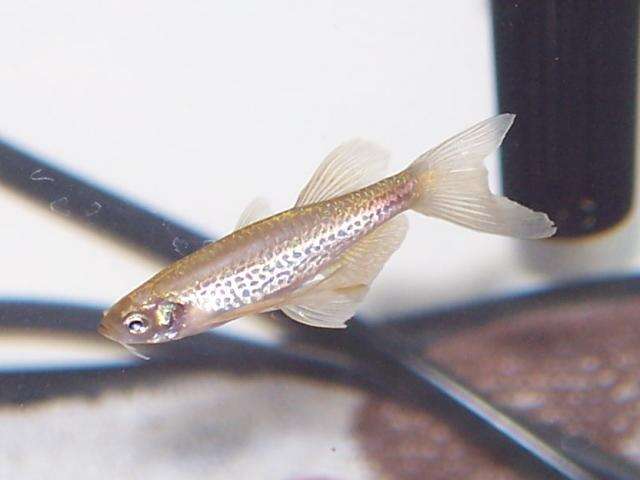 Image of Danio