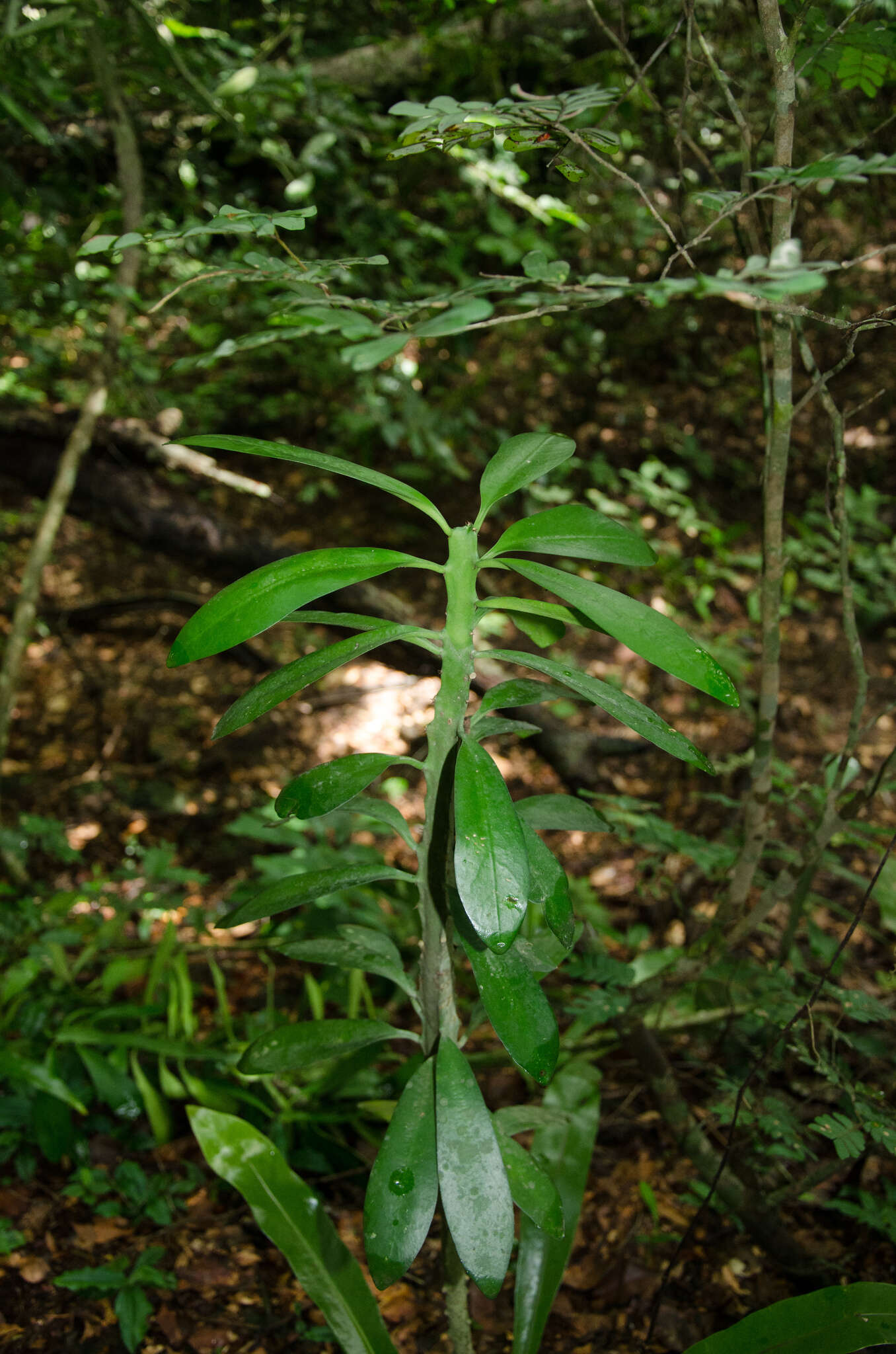 Image of Euphorbia drupifera Thonn.