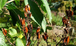 Image of Common Lilac